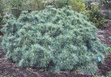 'Nana' simafenyő pinus-strobus-nana