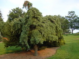 'Pendula' simafenyő pinus-strobus-pendula