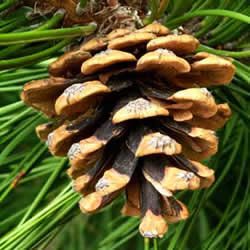 pinuspnigra-austriaca-toboz