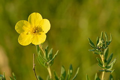 potentilla-fruticosa_cserjes-pimpo