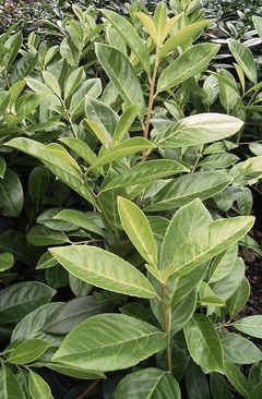 prunus-laurocerasus-cippora-babermeggy