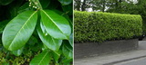 A magnólialevelű babérmeggy részletes leírása és vásárlási lehetőség prunus-laurocerasus-magnolifolia-babermeggy