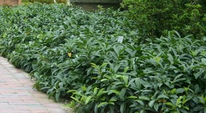 prunus-laurocerasus-mano-babermeggy