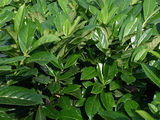 A Novita babérmeggy részletes leírása és vásárlási lehetőség prunus-laurocerasus-novita-babermeggy