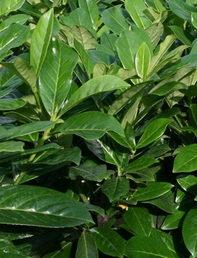 prunus-laurocerasus-novita-babermeggy