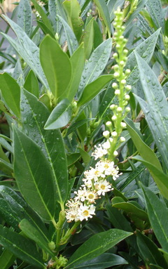 prunus-laurocerasus-otto-luyken-babermeggy