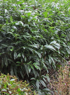 prunus-laurocerasus-schipkaensis-babermeggy