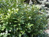 A Sipka babérmeggy leírása és vásárlási lehetőség prunus-laurocerasus-shipkaensis-babermeggy