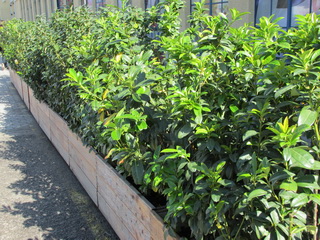 prunus-laurocerasus_babermeggy-balkonon