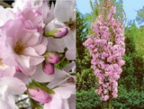 Az oszlopos japán díszcseresznye részletes leírása és vásárlási lehetőség prunus-serrulata-amanogawa