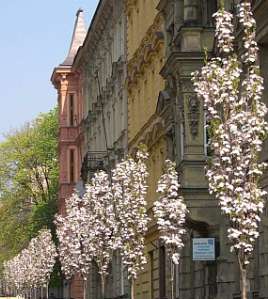 prunus-serrulata-amanogawa_oszlopos-japan-diszcseresznye-fasor