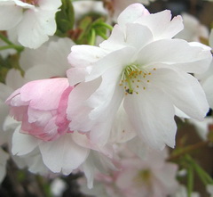 prunus-serrulata-amonogawa-viragzasban