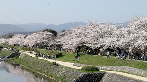 prunus-serrulata-kamogawa-sakura-in-kyoto