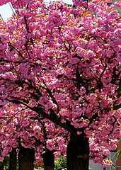prunus-serrulata-kanzan