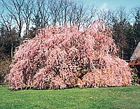 prunus-serrulata-kiku-shidare-sakura-japan-diszcseresznye-01-200x156.jpg