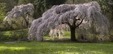 A csüngő japán díszcseresznye leírása és vásárlási lehetőség prunus-serrulata-kiku-shidare-sakura-seattle-arboretum-trees