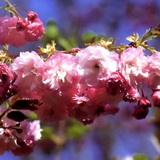 A Pink Perfection japán díszcseresznye részletes leírása és vásárlási lehetőség prunus-serrulata-pink-perfection
