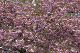 A Royal Burgundy japán díszcseresznye leírása és vásárlási lehetőség prunus-serrulata-royal-burgundy