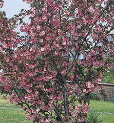 prunus-serrulata-royal-burgundy