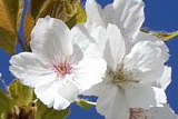 prunus-serrulata-shirotae-japan-dsizcseresznye-egyszeru-virag