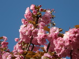 Az alapfaj japán díszcseresznye rendelése esetén ezt szállítjuk prunus-serulata-kanzan