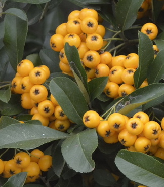 pyracantha-coccinea-golden-chamer-tuztovis