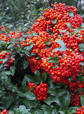 pyracantha-coccinea-kasan-tuztovis