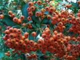 pyracantha-coccinea-kasan-tuztovis