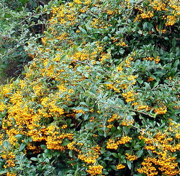 pyracantha-coccinea-orange-glow-tuztovis