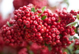 pyracantha-coccinea-praecox-tuztovis