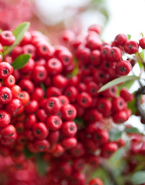 pyracantha-coccinea-praecox-tuztovis