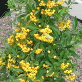 pyracantha-coccinea-soleil-d-or-tuztovis