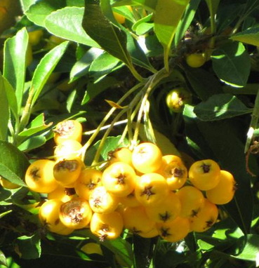 pyracantha-coccinea-soleil-d-or-tuztovis