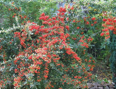 pyracantha-coccinea_tuztovis