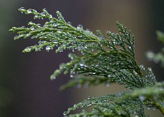 raindrops-on-leyland-cypress