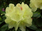 rhododendron-ehrengold