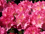 rhododendron-kalinka