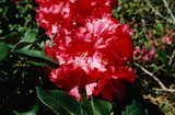 rhododendron-markeeta-s-price