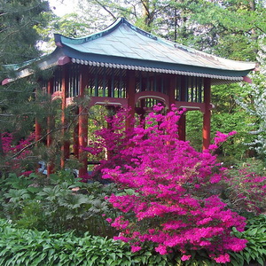 rododendron-csaszari-kertben