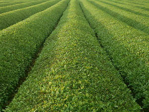 soveny-FGP-3870-field-landscape