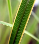 spartina-pectinata-aureomarginata