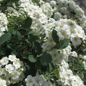 spiraea-vanhouttei_kerti-gyongyvesszo