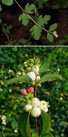 symphoricarpos-albus_hobogyo-level-termes