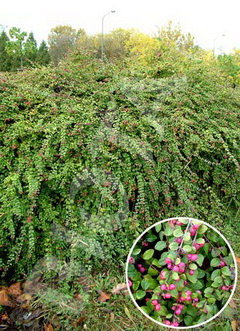 symphoricarpos-x-chenaultii-hancock