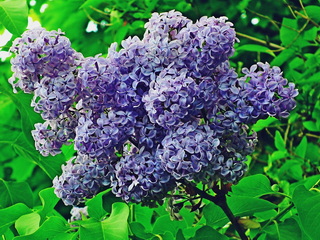 syringa-vulgaris-blue-organ