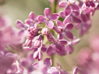 syringa-vulgaris-pink-flowers