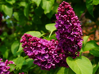 syringa-vulgaris-purple