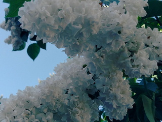 syringa-vulgaris-white-organ