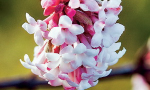 viburnum-x-bodnantense-dawn-kikeleti-bangita-virag-002-300x180x.jpg
