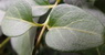 vinca-major-levele